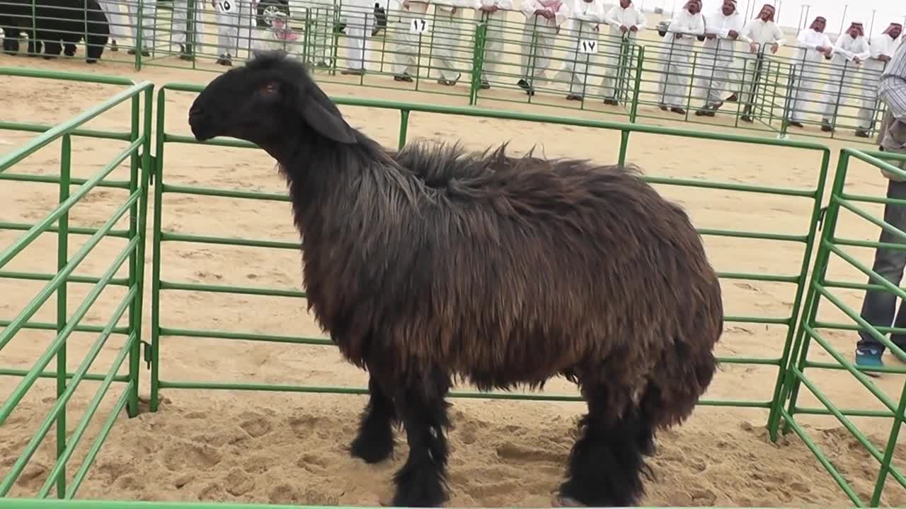 The domestic goat (Capra aegagrus hircus)