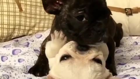 Two dogs are on the bed.