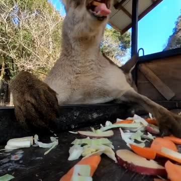 Feast time for Kangaroos