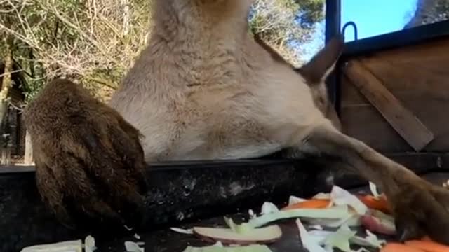 Feast time for Kangaroos