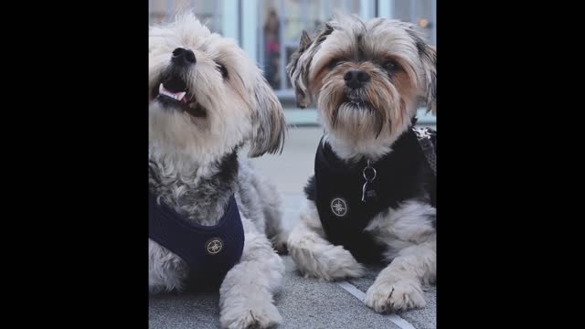 The two puppies are very cute, they are wearing couple clothes