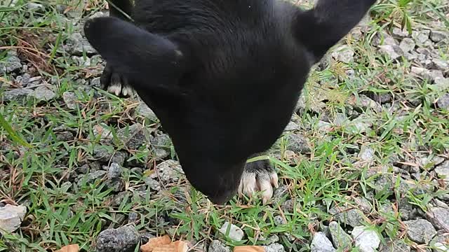 Cute stray dog gets fed biscuits!