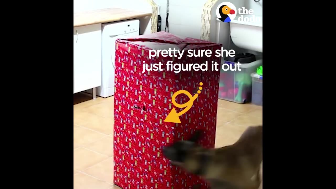 Dogs Open Best Christmas Present EVER | The Dodo