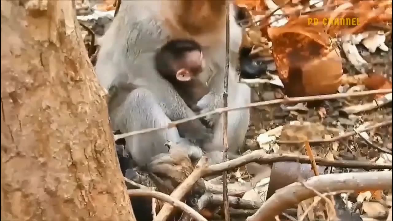 Buffalo Accepts Losing A Leg To Have A Chance To Live Before Crocodile Attack (Part-3)