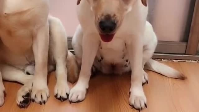 Amazing Smart Dogs Make Me Laugh