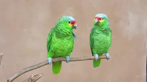 parrots imitating humans