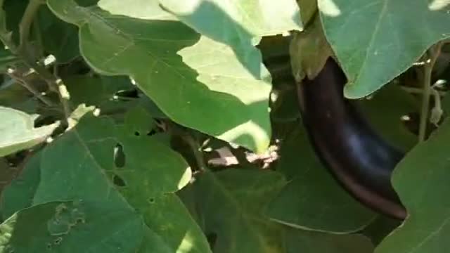 Eggplant is grown in this garden