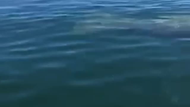 Florida Manatees