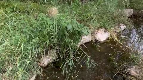 There is little water but there are fish