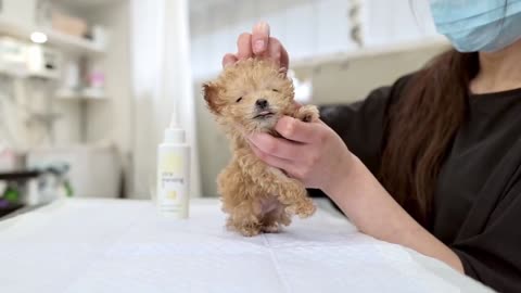 happy puppy