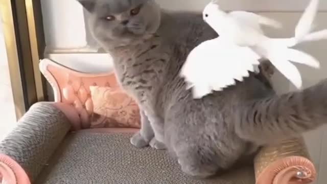 Parrot With Cat Lets do some fun