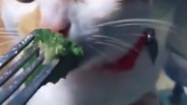 Cat + Broccoli