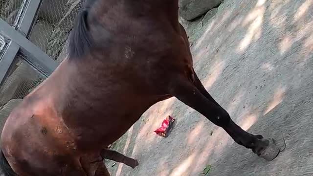 A horse with a bust