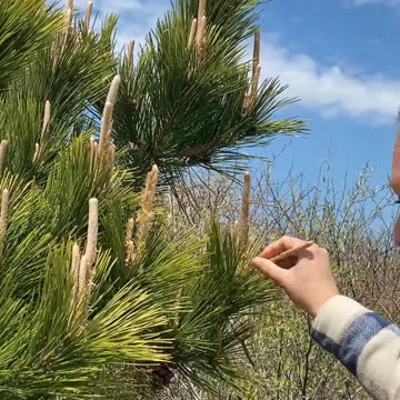 DO YOU HAVE ANY HOMEMADE REMEDIES?