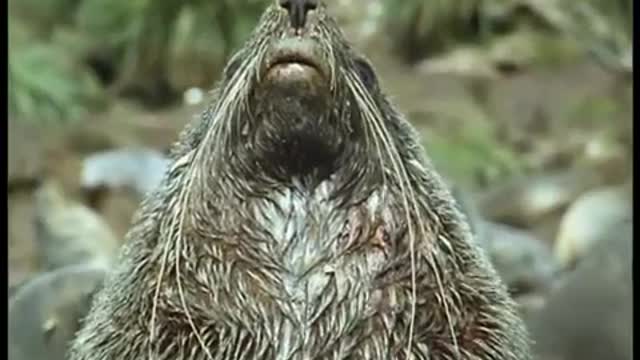 Vicious Fighting Sea Lions | Life in the Freezer | BBC Earth