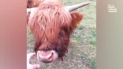 funny farm animals