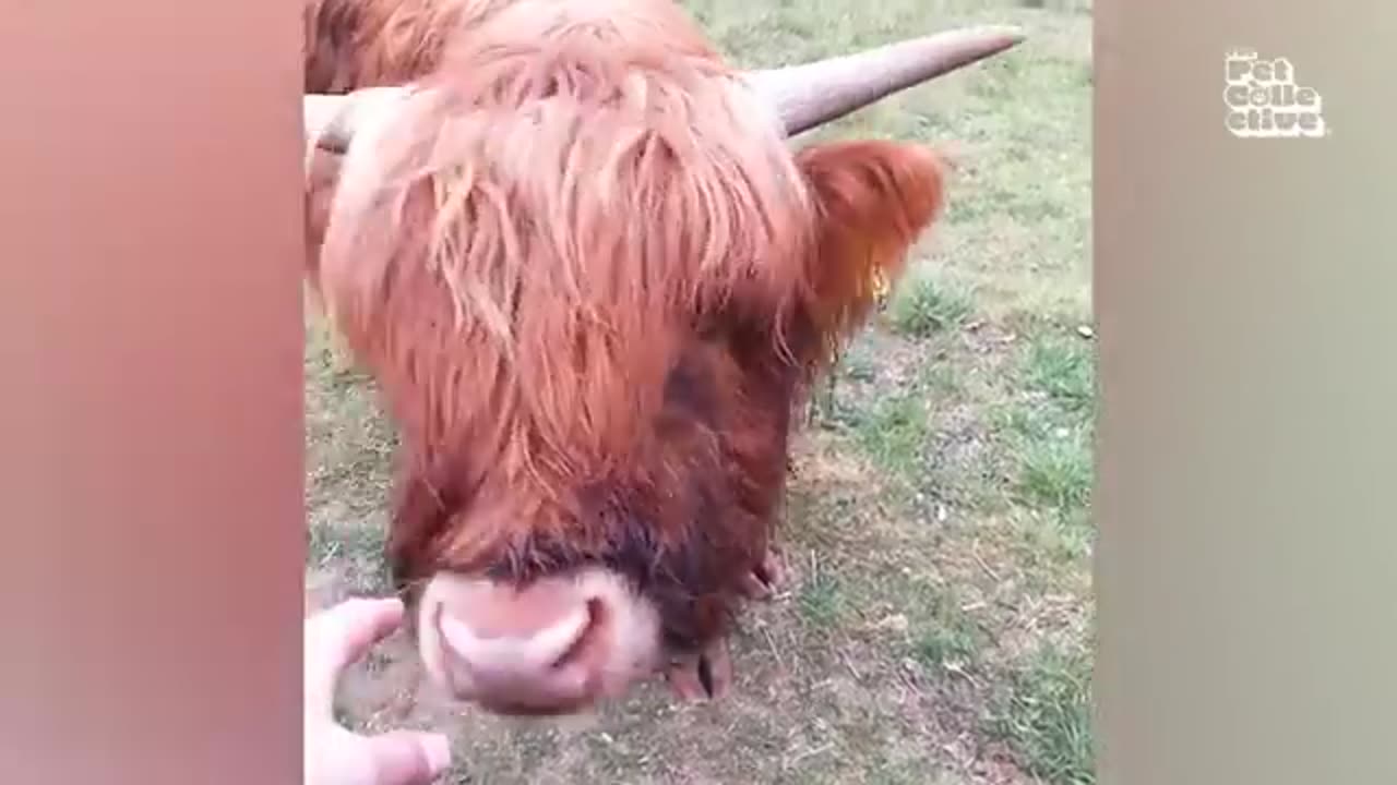 funny farm animals