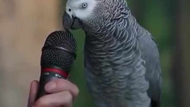 THE SMARTEST PARROT EVER!!