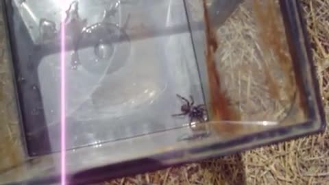 Mr. Tickles