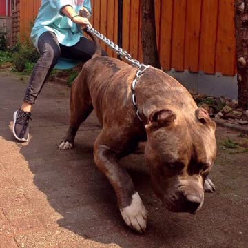 Pitbull_dangerous_dog_🔥🔥)