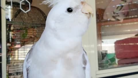 If you Happy and you Know It by Cloudy the cockatiel