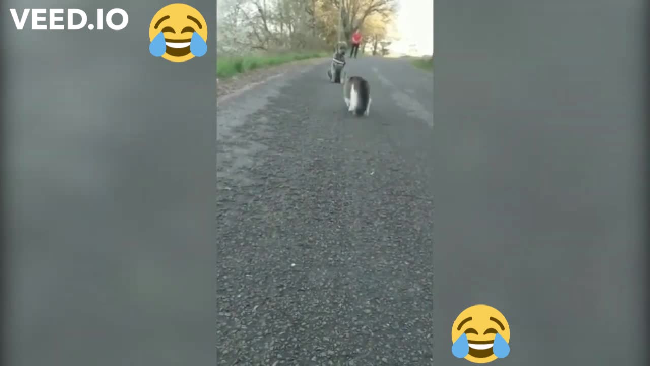 Funny Animals fighting😹