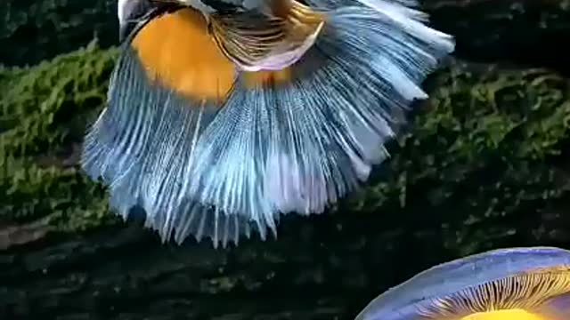 Amazing fish