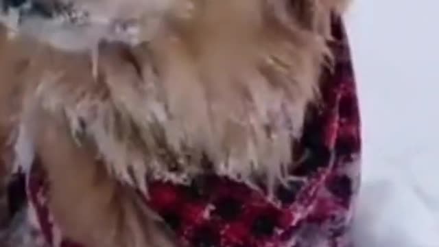 Dog experiences snow for the first time