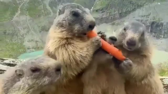 Guinea Pig Sharing a Snack