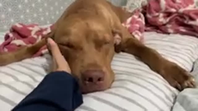 Dia no spar, dando banho no pitibull