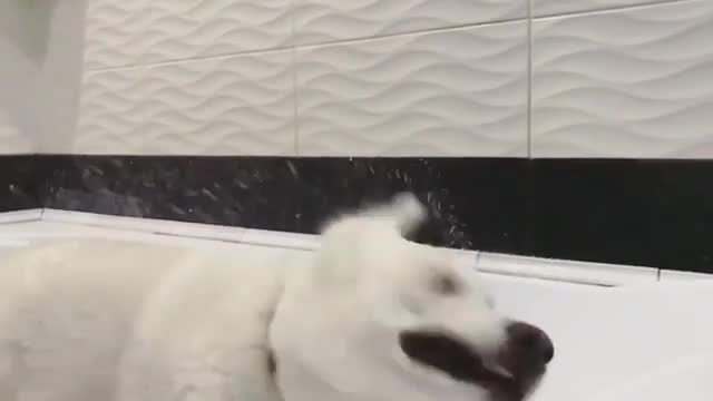 The dog takes a bath and swings in slow motion.