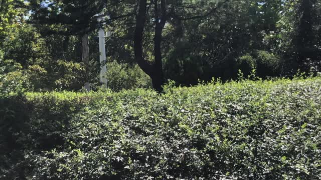 A pine tree stands in the middle of the flower bed