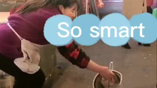 Cute and Funny Dog Shopping by Itself