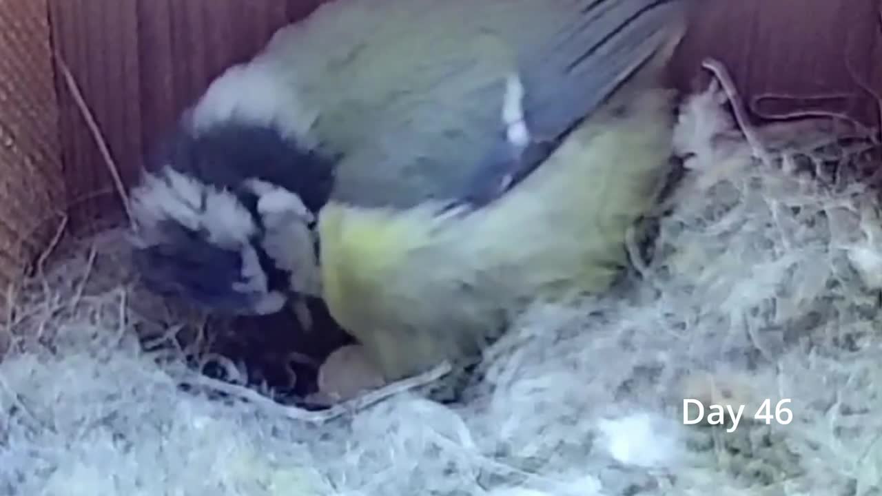 From empty nest to first egg in less than 8 minutes! - BlueTit nest box live camera highlights