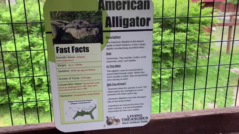 American Alligators