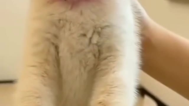 Cute Funny cat videos