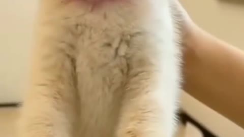 Cute Funny cat videos