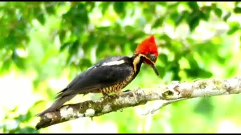 Lineated woodpecker