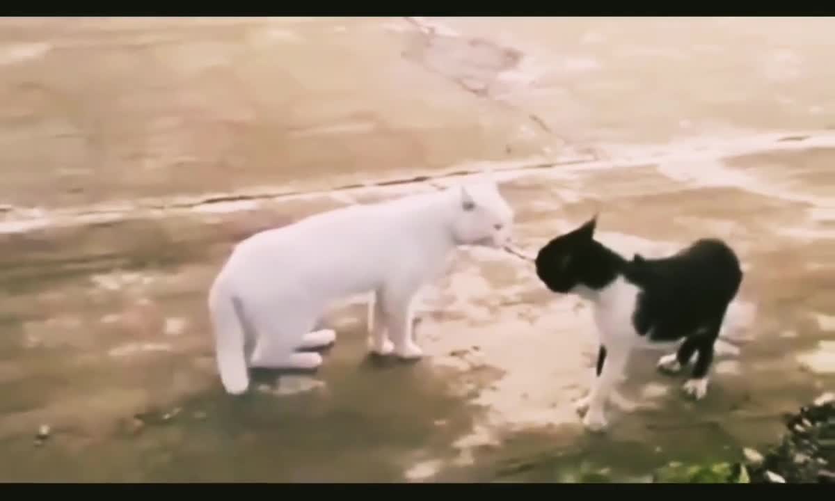 Funny Dogs Vs Cats Fights Compilation