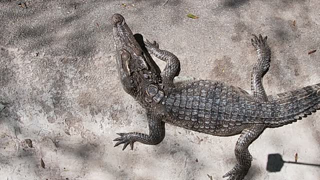 baby crocodile