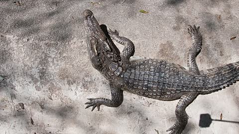 baby crocodile