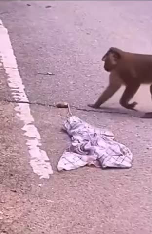 Monkey prank