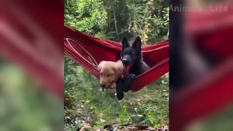 Funniest dogs and cats ever🐶🐱😹😹