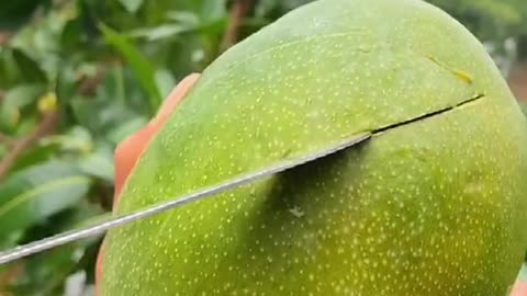 Fresh mango cutting video 😍