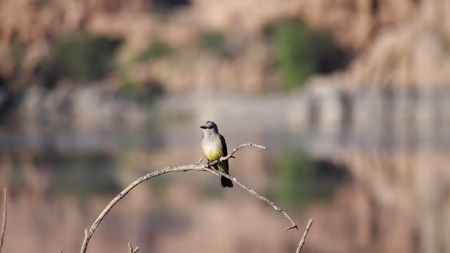 A beautiful colored bird standing on a thin branch