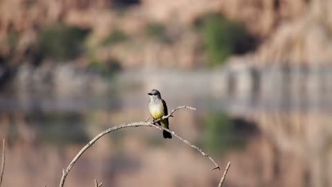 A beautiful colored bird standing on a thin branch