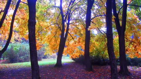 Dushanbe Botanical garden autumn rain