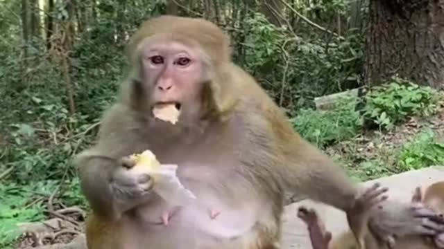 Crazy Monkey mom - poor baby