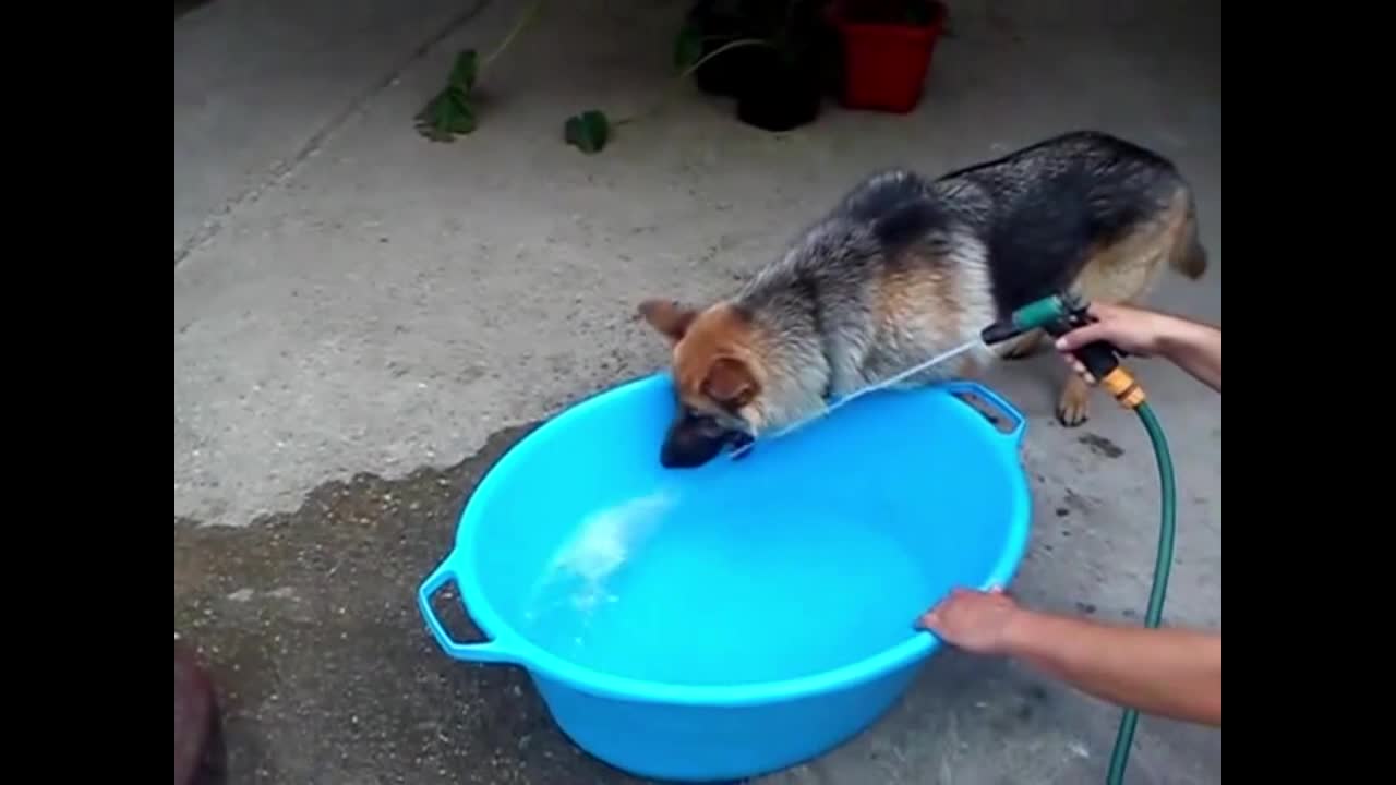 Dog drinks water in most difficult way possible