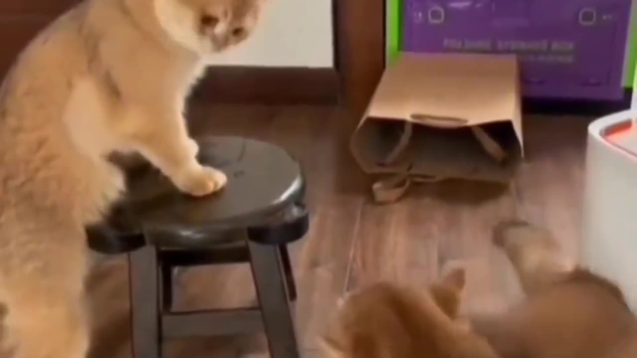 Wanna Fight? You can't beat me ! 🤣 | Funny Videos | CatLovers